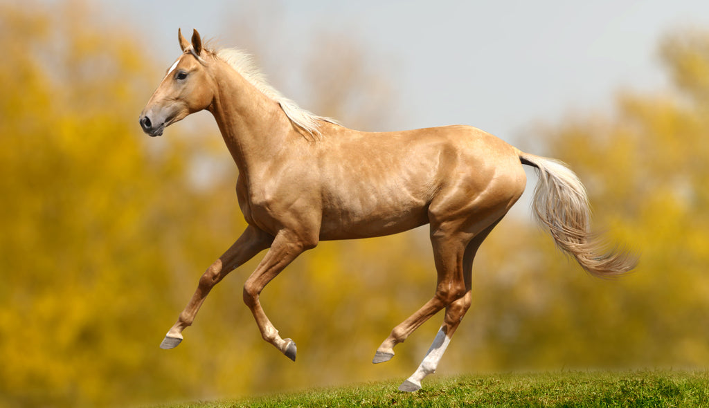 The Akhal-Teke are known for their endurance, speed, intelligence, and their metallic golden sheen.