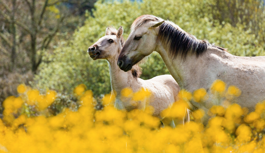 The endangered Sorraia horse is known for having a convex profile and a dun coat with primitive markings.