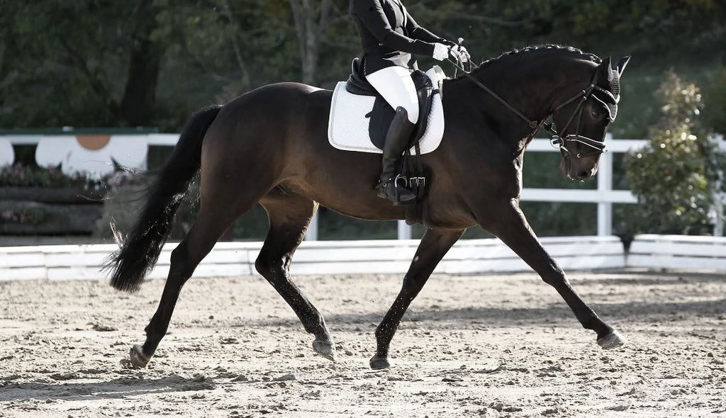 Does My Horse Need To Wear Boots?  Cross Country, Dressage, Showjumping &  Eventing