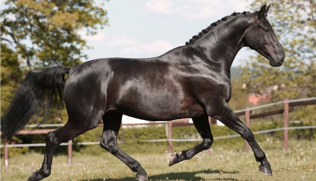 most expensive horse in the world