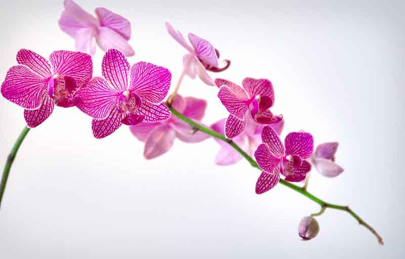 12 Jenis Bunga dengan Makna Romantis yang Tersembunyi