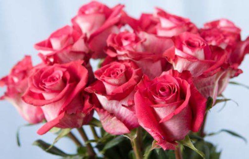15 Fakta Tentang Bunga Mawar