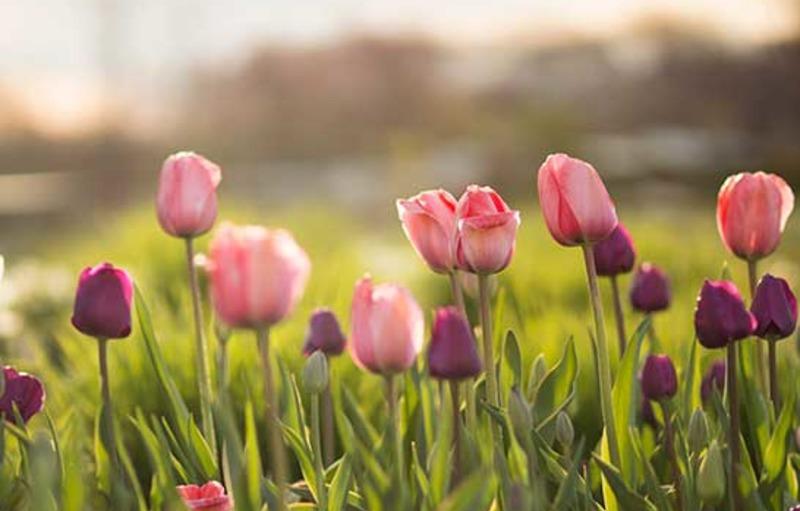 Arti dari Tulip, Bunga Cantik nan Anggun