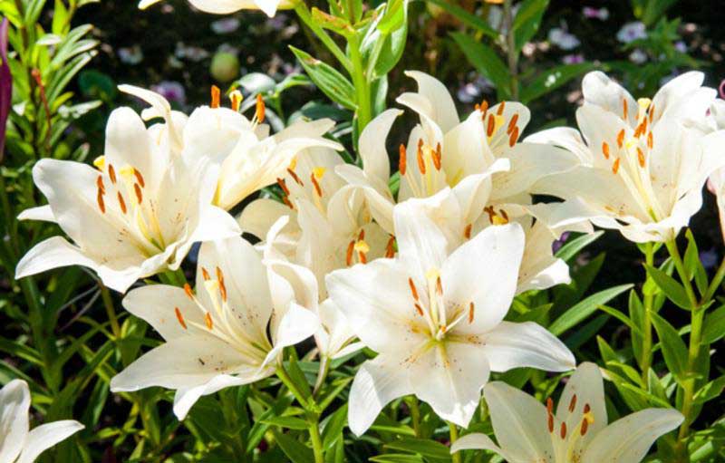  Bunga  Lily dari Sejarah hingga Maknanya Outerbloom