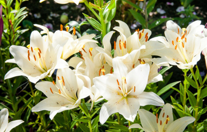  Bunga  Lily dari Sejarah hingga Maknanya Outerbloom Florist