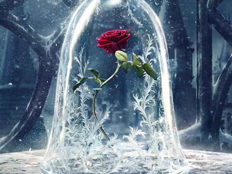 Menakjubkan 10 Bunga  Mawar  Beauty  And The Beast  Gambar  