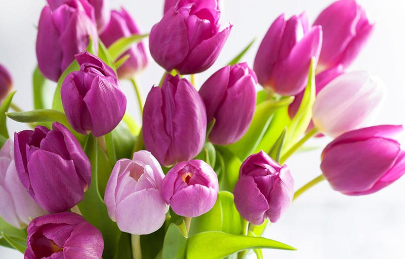 Ternyata Bunga Tulip Punya 4 Jenis Berbeda yang Sama Cantiknya