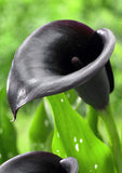 Bunga Calla Lily