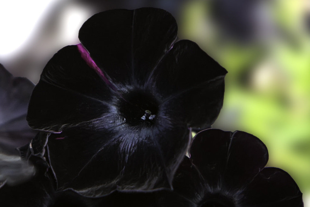 15 Jenis Bunga  Hitam  yang Elegan Outerbloom