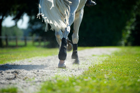 Trotting exercise botts