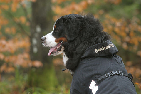 dog with mesh jacket