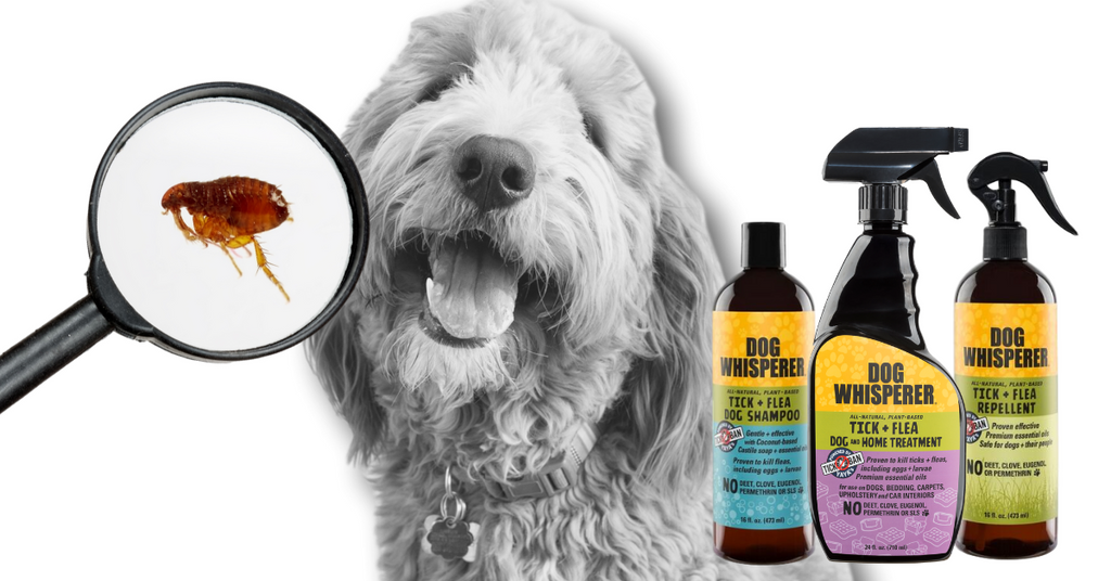 remedies to get rid of fleas on dogs