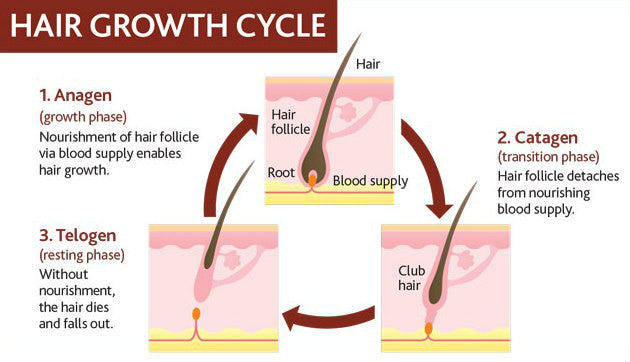 hair beard growth cycle