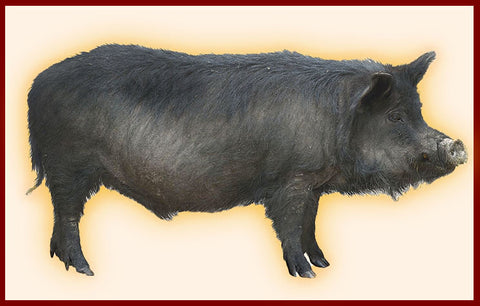 Wild Boar