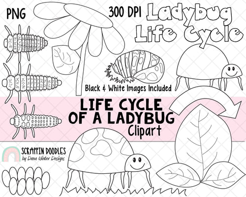 frog life cycle clip art