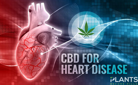 CBD For The Heart