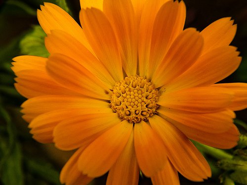 Flor del Mes Octubre - Calendula - Floristeria Lujo de Caja de Rosas Madrid