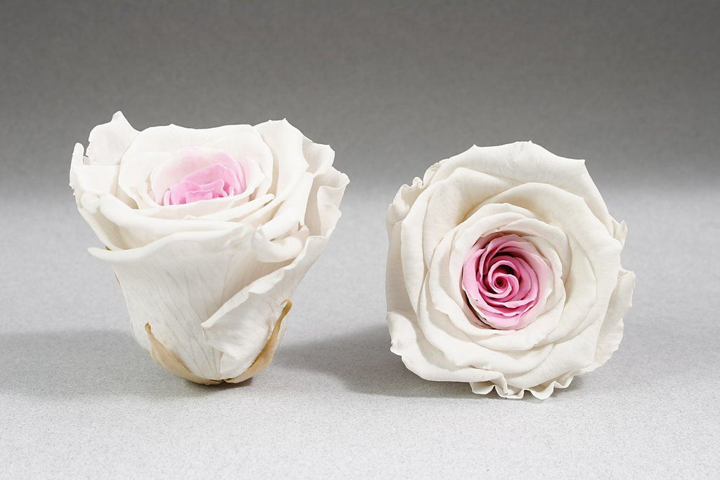 Comprar una rosa preservada con tallo en Madrid a domicilio, todos colores  disponible. - Floristeria Lujo de Caja de Rosas Madrid