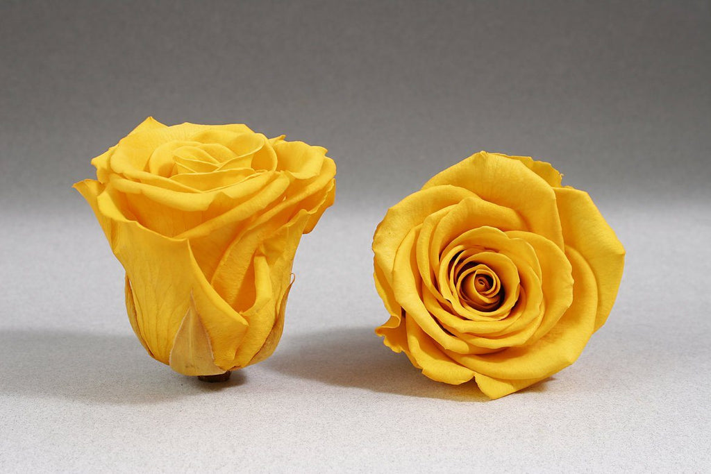 Rosas Amarillas - compra rosas amarillas Preservadas en Madrid -  Floristeria Lujo de Caja de Rosas Madrid