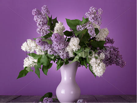 Comprar lilas en floristería de lujo Madrid | The Prestige Roses -  Floristeria Lujo de Caja de Rosas Madrid