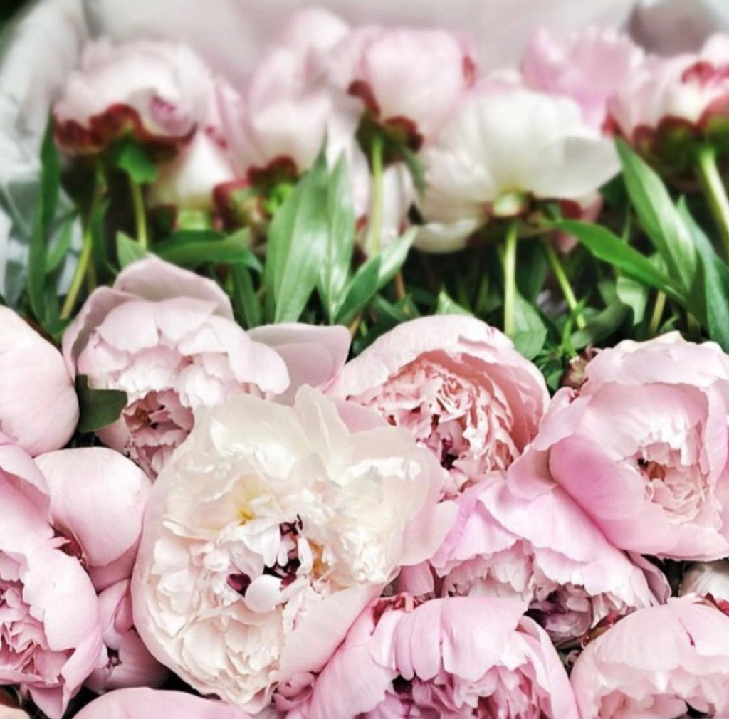 Comprar Peonias en caja en Madrid - Floristeria Lujo de Caja de Rosas Madrid