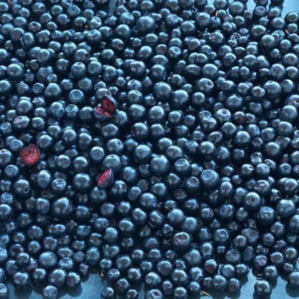 bilberries 