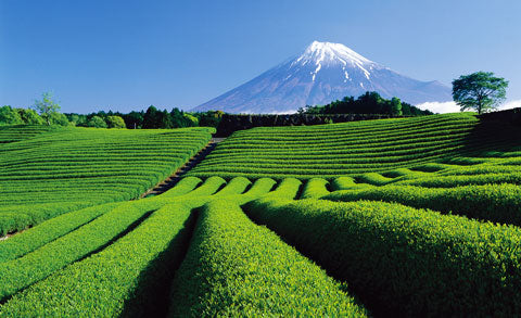 Matcha field