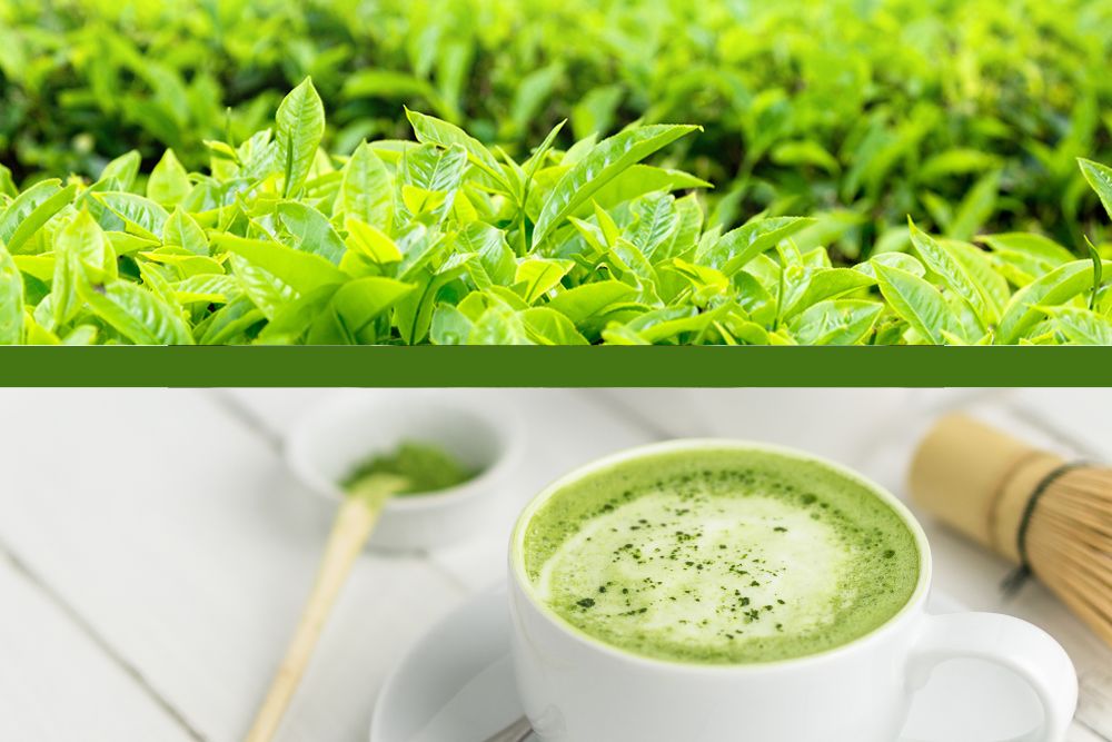 Matcha Green Tea Latte Single Serve K Cups 48 Cups Sweet Tea