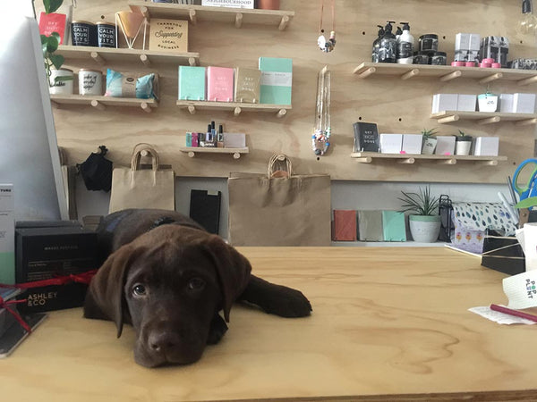 Kylie's companion Ferguson the chocolate brown lab puppy