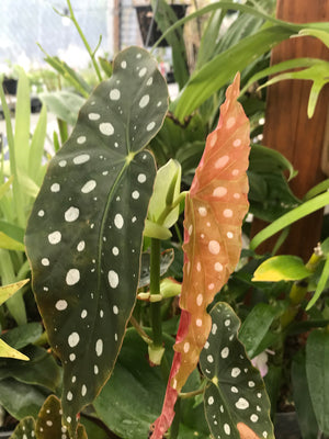 Begonia maculata - Flori-Culture Tropical Nursery + Hoya + Supply