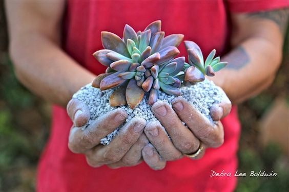 Round Plastic Pots - Clear - Flori-Culture Tropical Nursery + Hoya + Supply