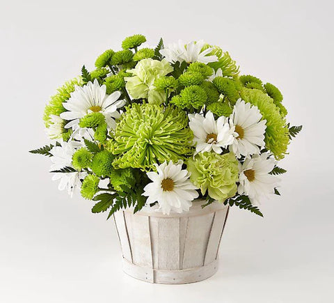 round arangement, green and white carns, white daisies, green spider mums and green pompons in a white basket