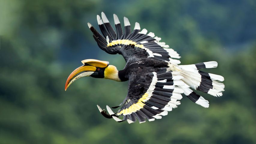 GREAT HORNBILL BIRD - image courtesy of Peapix