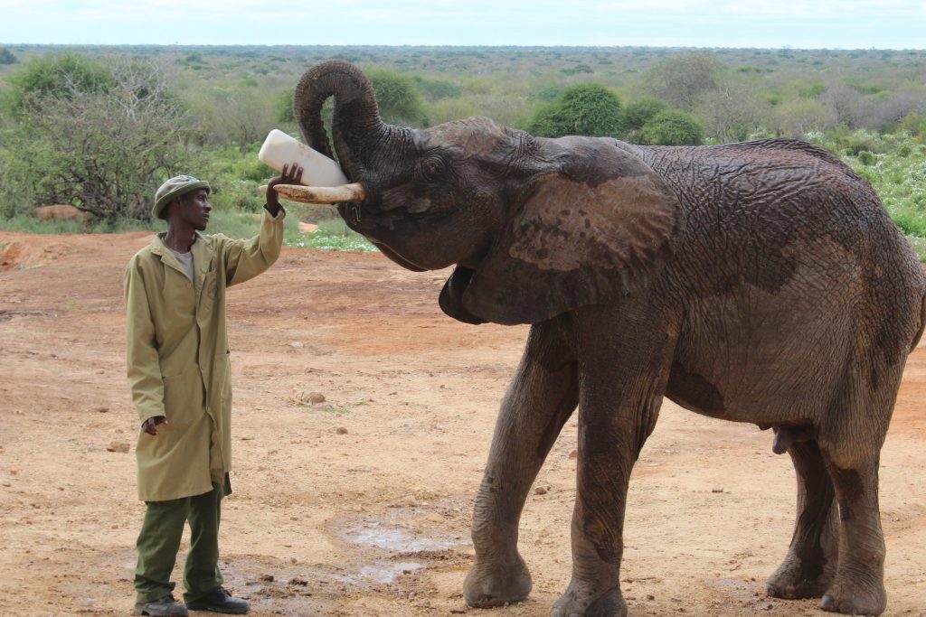 Barsilinga The Elephant The Sheldrick Wildlife Trust