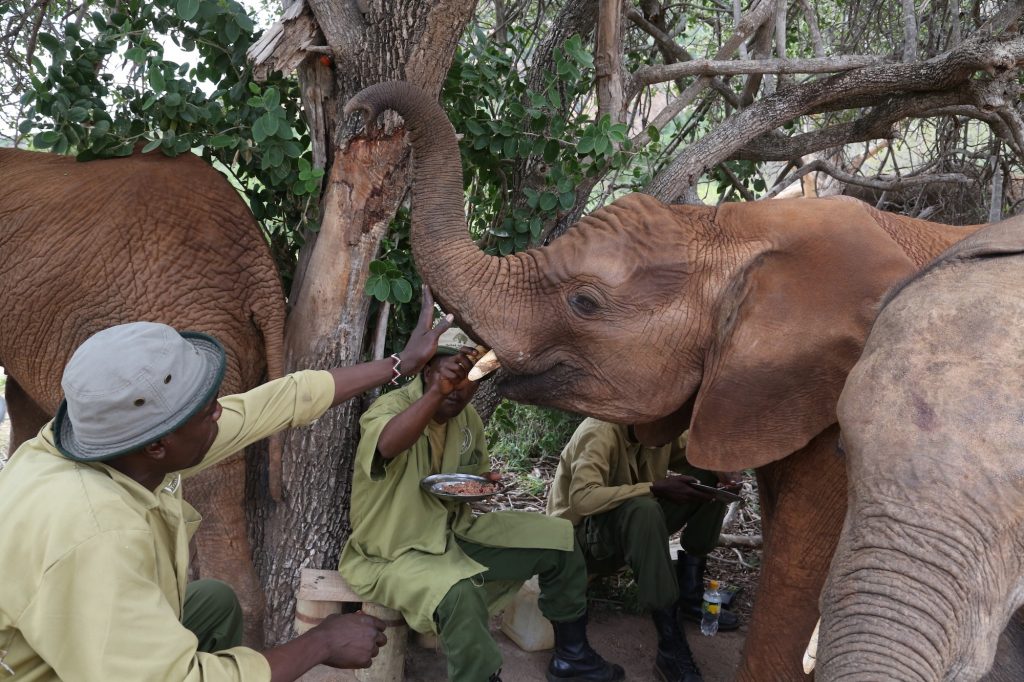 Barsilinga The Elephant The Sheldrick Wildlife Trust