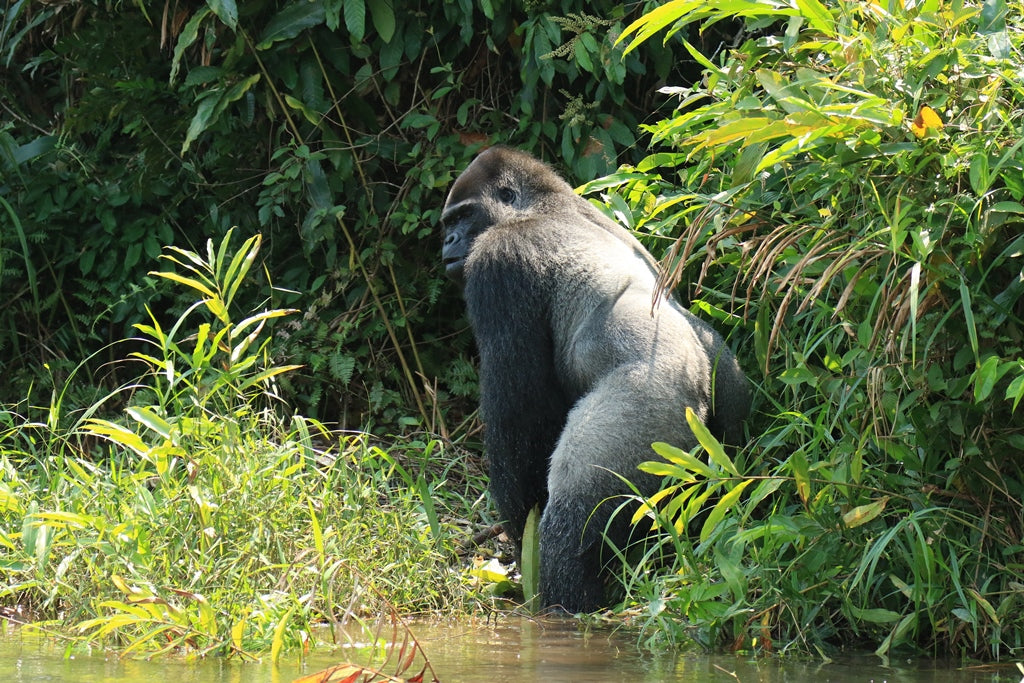 Gorillas in the wild