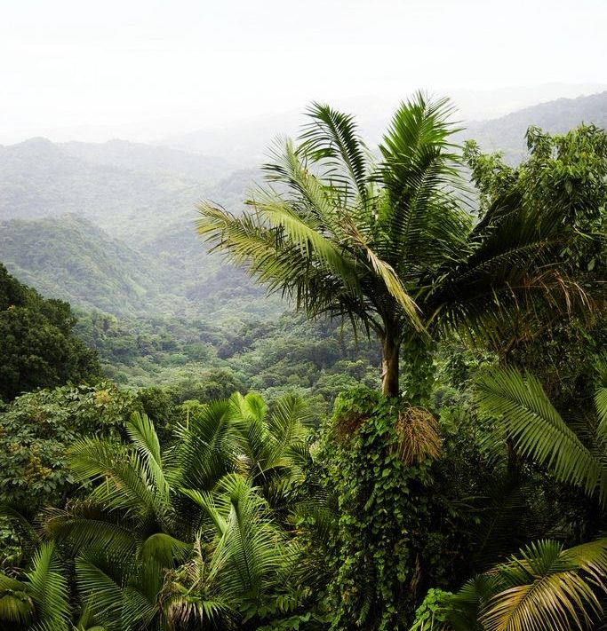 Phytelephas macrocarpa palm tree