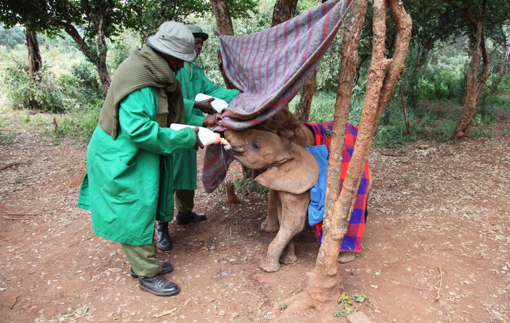 Barsilinga The Orphaned Elephant The Sheldrick Wildlife Trust