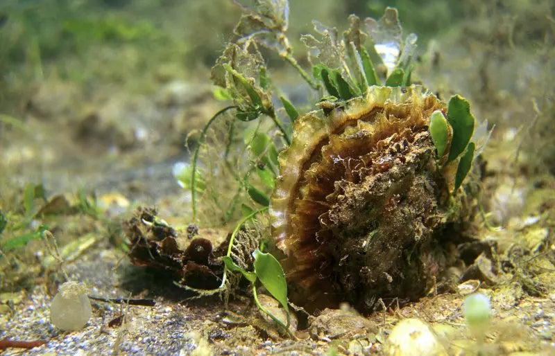 Blue Marine Foundation - Wild Oyster beds