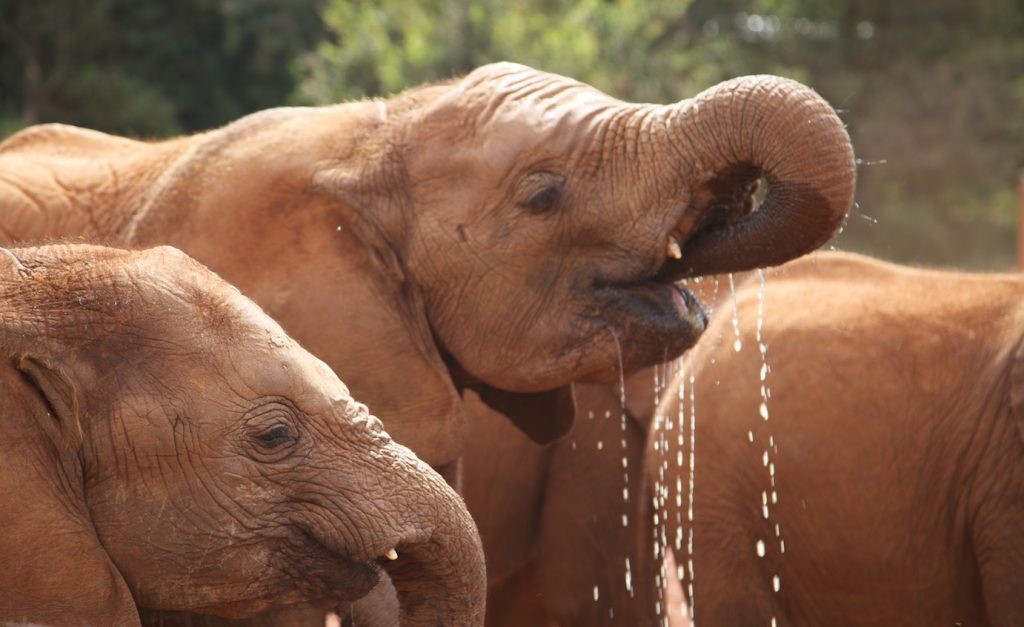 Elephants Lemoyian And Barsilinga Drinking