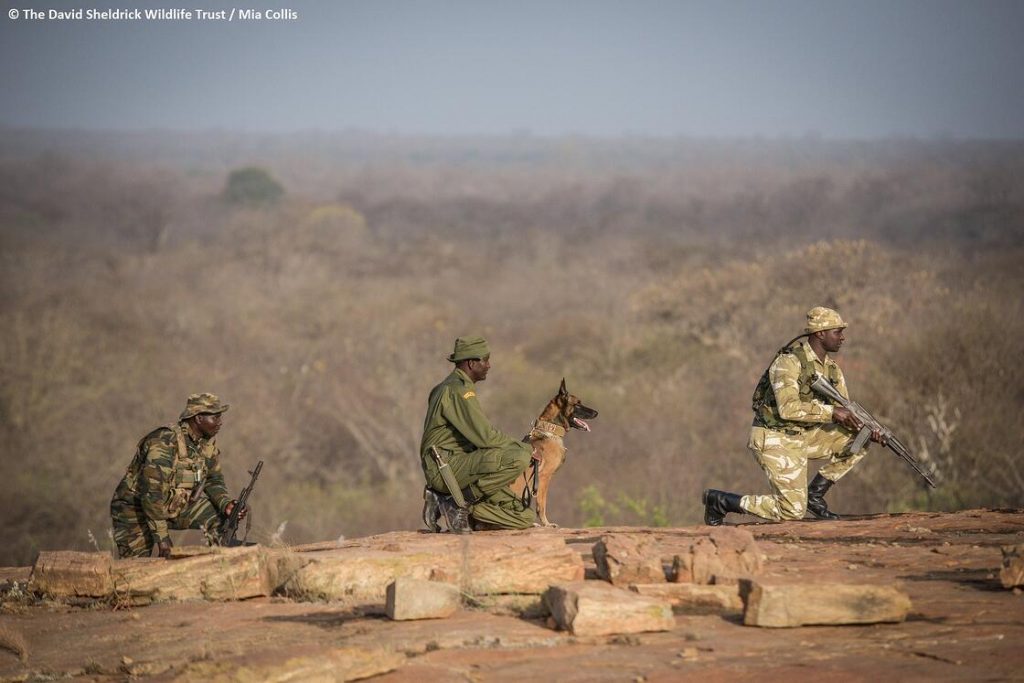 Sheldrick Wildlife Trust