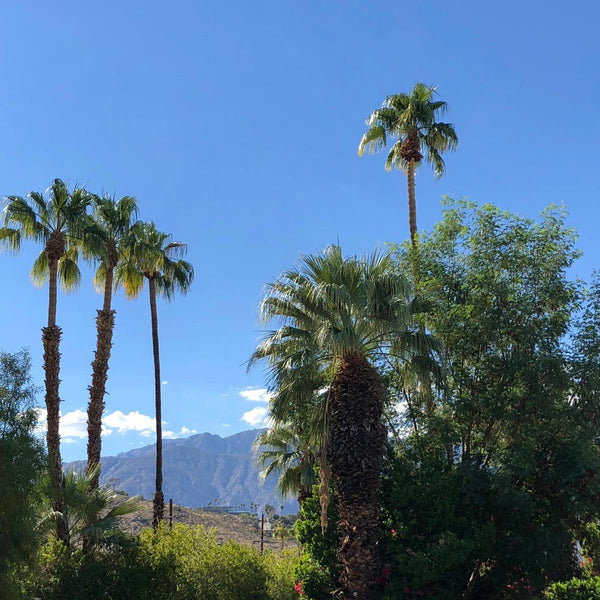 The Parker Hotel Palm Springs Travel
