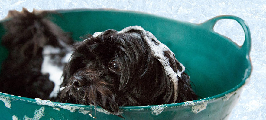 Doggy bath marathon