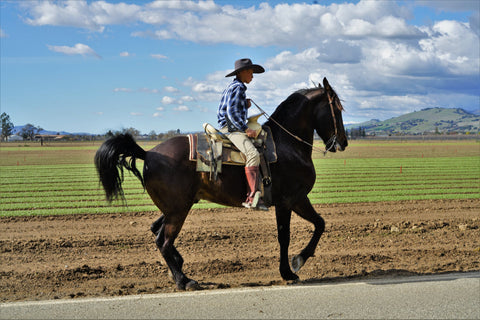 Wild West Living Horses of the Wild West