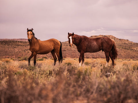 Wild West Living Horses of the Wild West