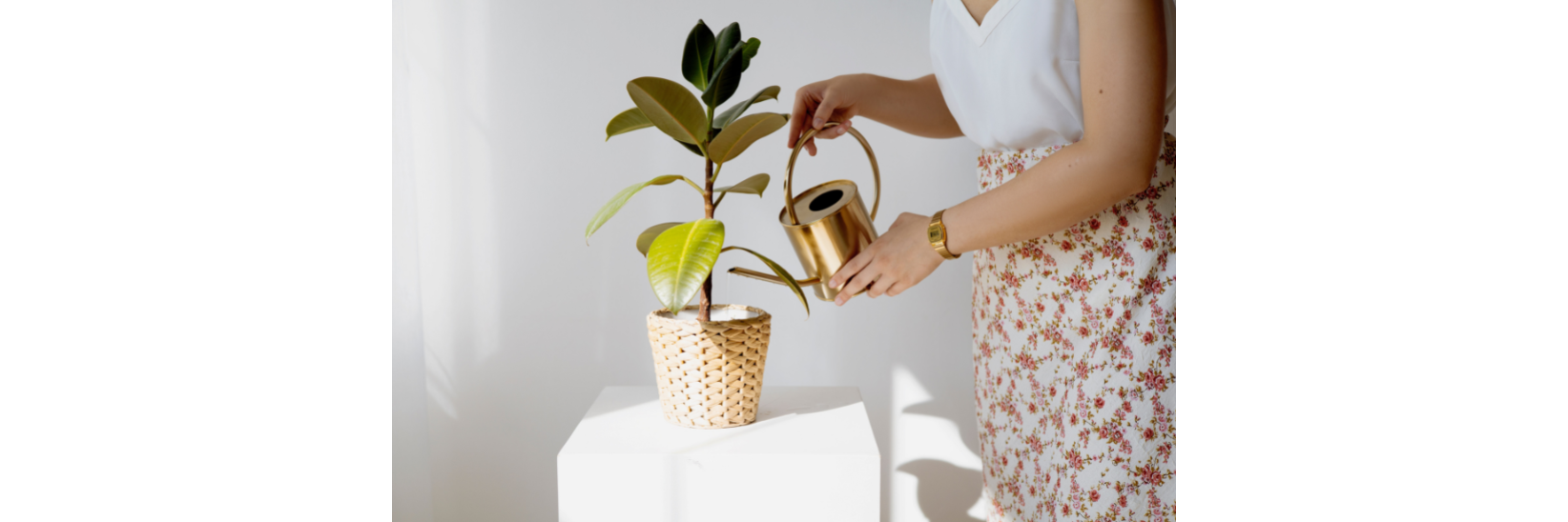 Holiday Plant Care Checklist: What to do with your houseplants before travelling