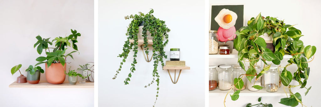 8 ideas to style a plant shelf