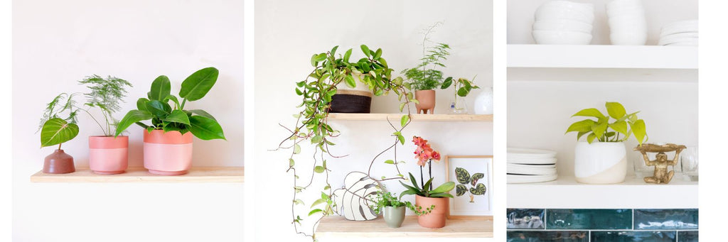 Tips for styling a plant shelf