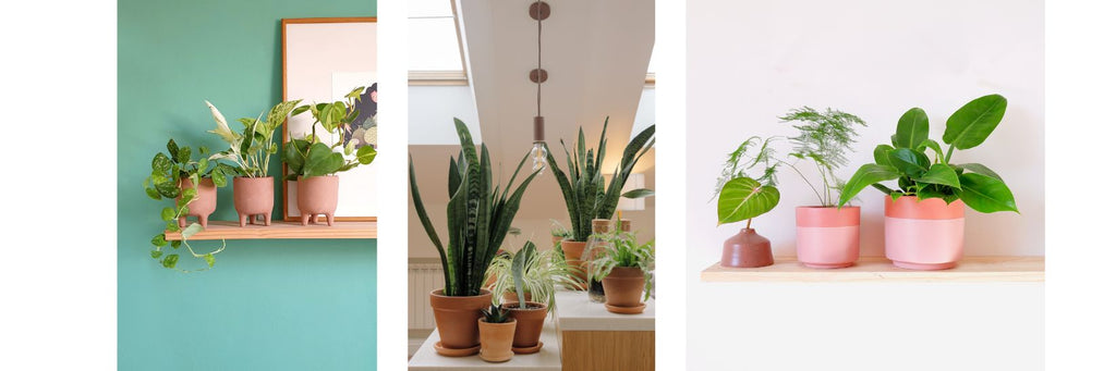 Styling a plant shelf ideas