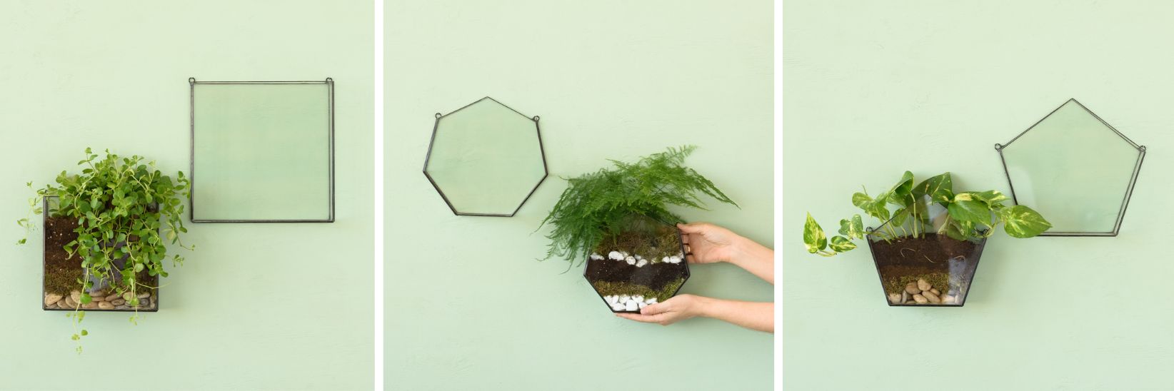 How to create a wall mounted terrarium